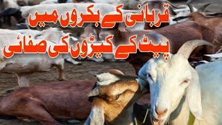بکروں میں کیڑے مار دوا دینے کا مکمل طریقہ | Albendazole Tablet Zoben 152
