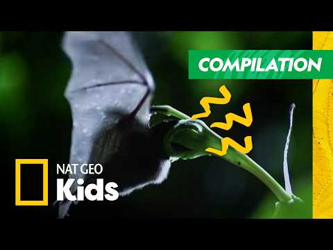 The Most Freaky and Amazing Animals in the World🦇 | Compilation | Nat Geo Kids