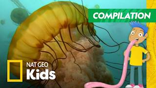 most freaky amazing animals world compilation nat geo kids