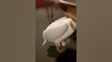 Thumbnail of Pelican jumpscare “scary alert”