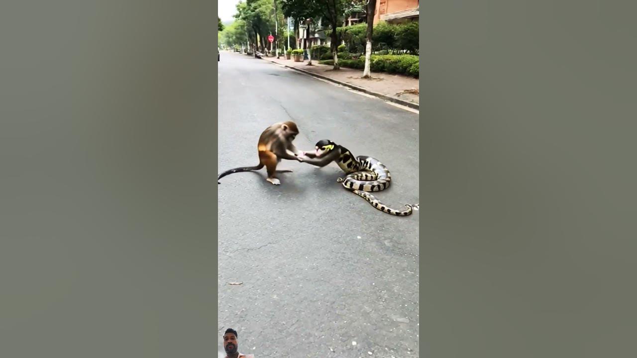 Monkey and Python Play in the Street...#monkey#python#anime#wildlife🙉🐉 ...