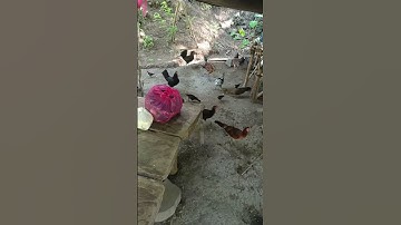 Live at Tagmanok, Kidawa, Laak, Davao De Oro...in the farm area...gala muna ako