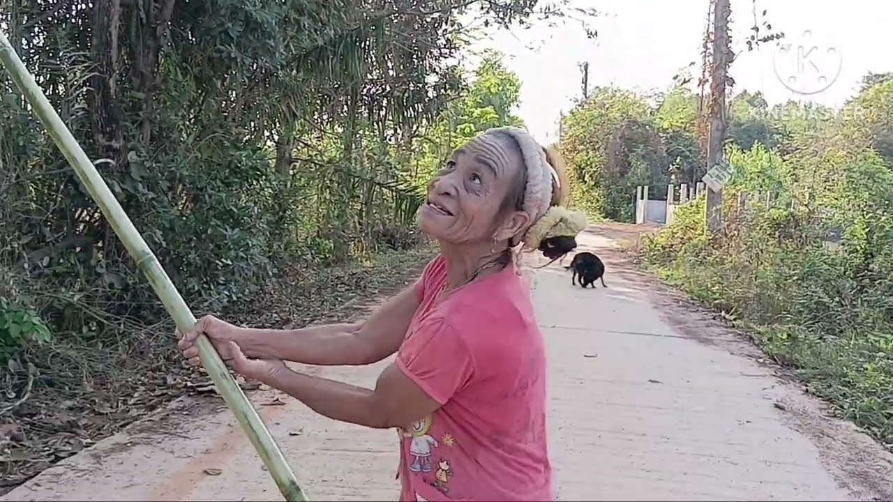 หญิงแกร่ง!!แม่จันลาหากินของสูงจ้ามื้อนี้