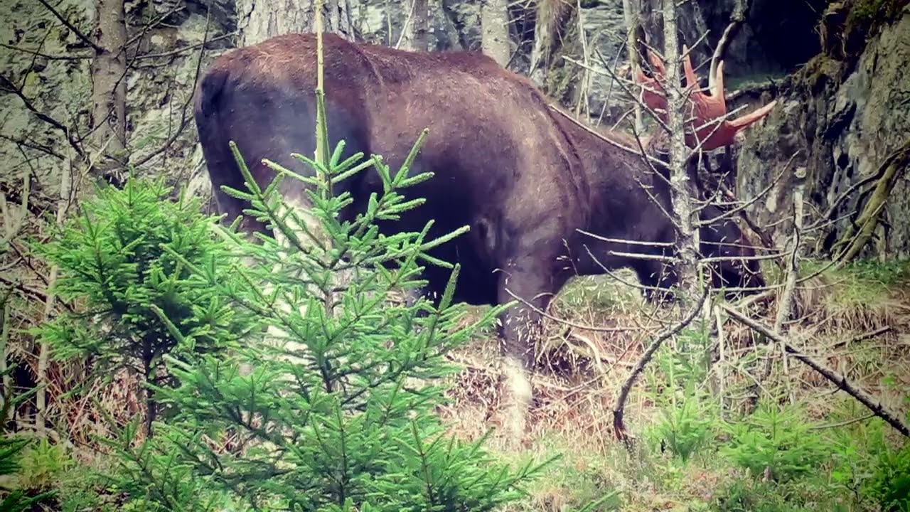Moose time 3