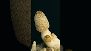 ⏳ Nature's Fast Forward: Watch Tiny Shrooms Burst into Life!  #4k #trending #timelapse #mushroom