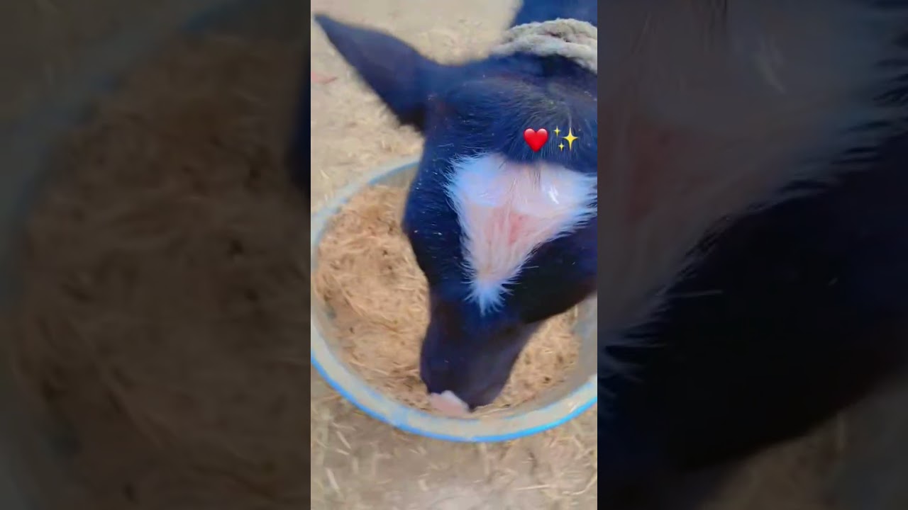 Meri bhago😍😍🥰 