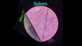 General Histology slides Revision In 1Min