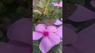 Beautiful Butterfly#Shorts#Pink Flowers#shortsvideo