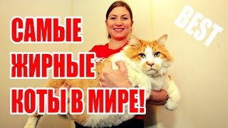 ТОП самых жирных котов в мире! - лучшая подборка 2017 приколы ТОП самых жирных котов в мире! - лучшая подборка 2017 приколы
