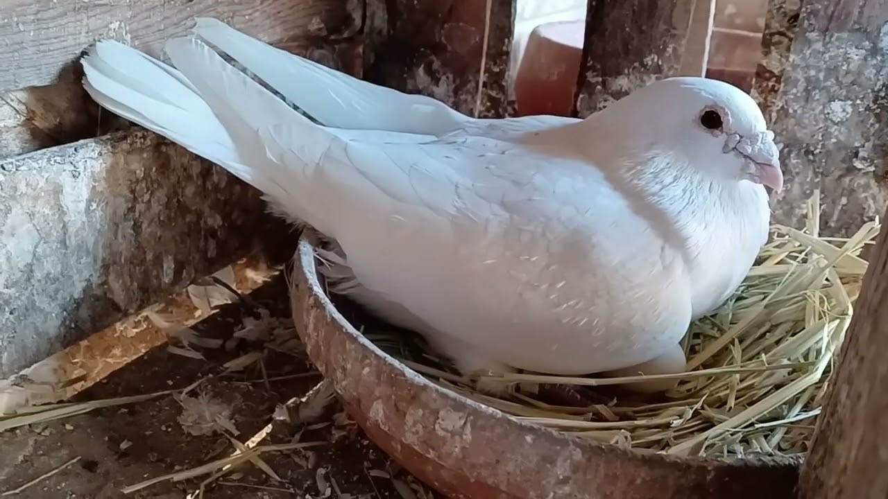 Homing racing pigeons Showing you guys an update on all the baby pigeons #foryou #viral