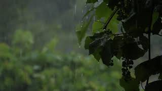 Video Klip Hujan dan Hutan HD | Tanpa Hak Cipta