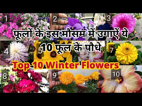 वीडियो: स्टंप फ्लावर बेड: भांग में फूलों के लिए अपने आप को अवकाश कैसे बनाएं? एक पुराने पेड़ के स्टंप में कौन से फूल लगाए जा सकते हैं? फूलों का बगीचा उगाना