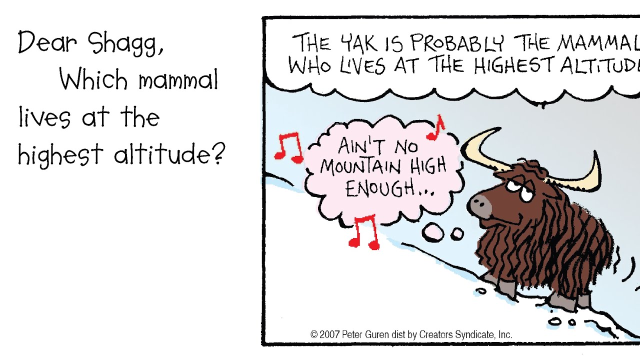 Which mammal lives at the highest altitude?