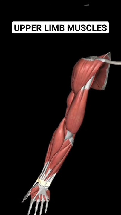 Upper Limb Muscles #anatomy_physiology #anatomy #upperlimb #muscle # ... Biology Diagrams