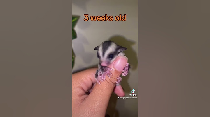 Boos growth in 26 seconds #sugarglider #pets #sugargliderjoey #animal #petsofinstagram