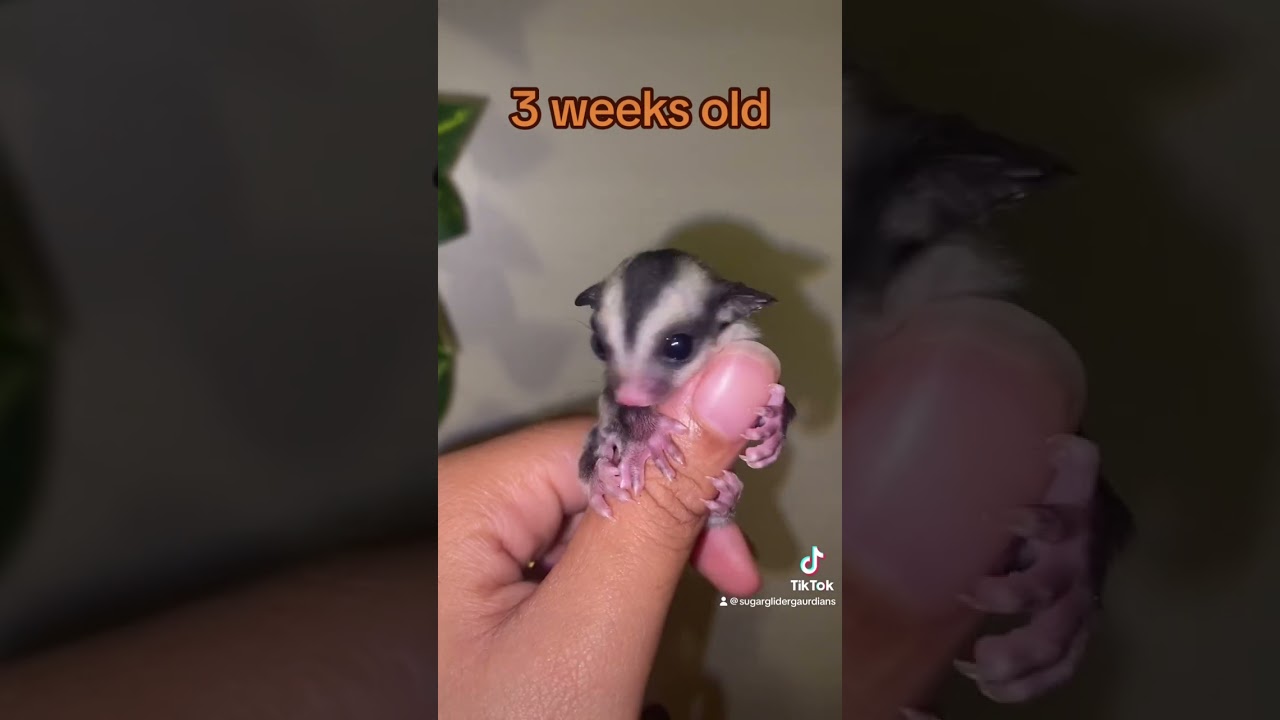 Boos growth in 26 seconds #sugarglider #pets #sugargliderjoey #animal #petsofinstagram