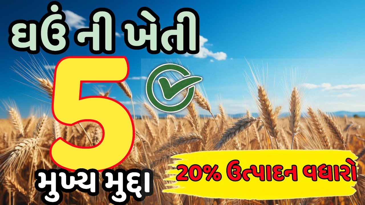 ઘઉંની ખેતી માટે 5 ખાસ મુદ્દા | Wheat Farming Tips in Gujarati | ઉપજ 20% વધારે”