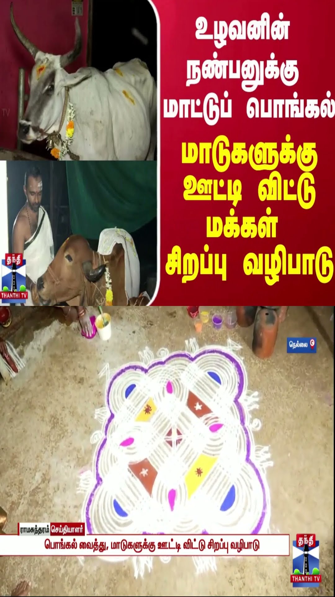 உழவனின் நண்பனுக்கு மாட்டுப் பொங்கல் - மாடுகளுக்கு ஊட்டி விட்டு மக்கள் சிறப்பு வழிபாடு