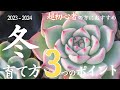 【多肉植物】超初心者にオススメ！可愛くしたいあなたは必見！冬の育て方のポイント３つについて！