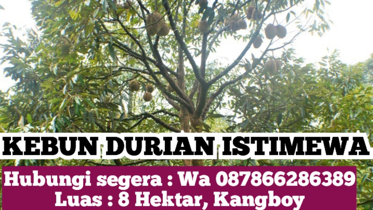 Subscribe Chanel ini bnyk manfaatnya ❗ Kebun durian istimewa 8 Hektar 30rb/mtr  Lokasi Bintan, Kepri