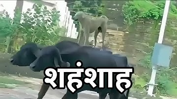 Ultimate meme compilation Part 24