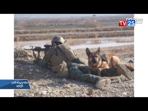 ძაღლი რომელმაც ათსობით ჯარისკაცი გადაარჩინა