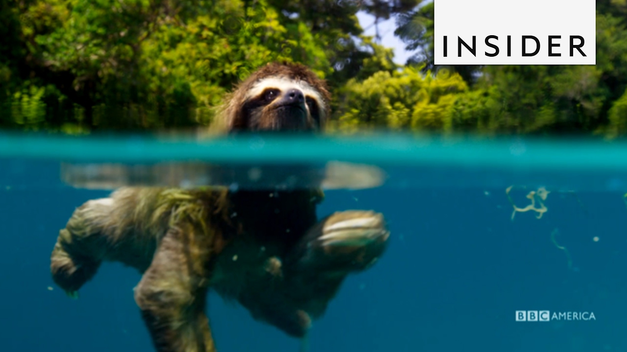 BBC America's Earth II documented a sloth's quest