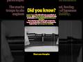 Dismountable paratrooper rifle: Assembled in 10 seconds.#shorts #history