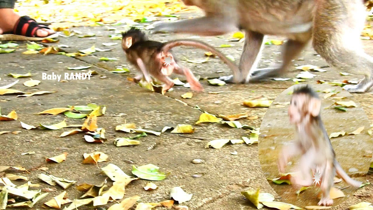 Ah.! Super RANDY Baby Monkey Run Rapidly toward to human for playing ...