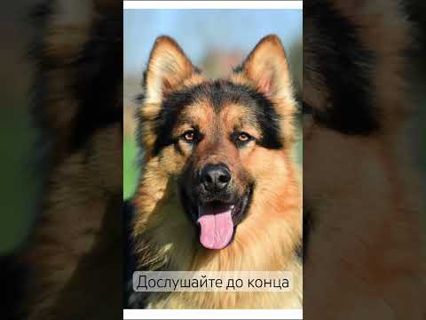 #dog #doglife #рекомендации #собака #жизнь #животные #любовь #love #верность #история #live #собаки