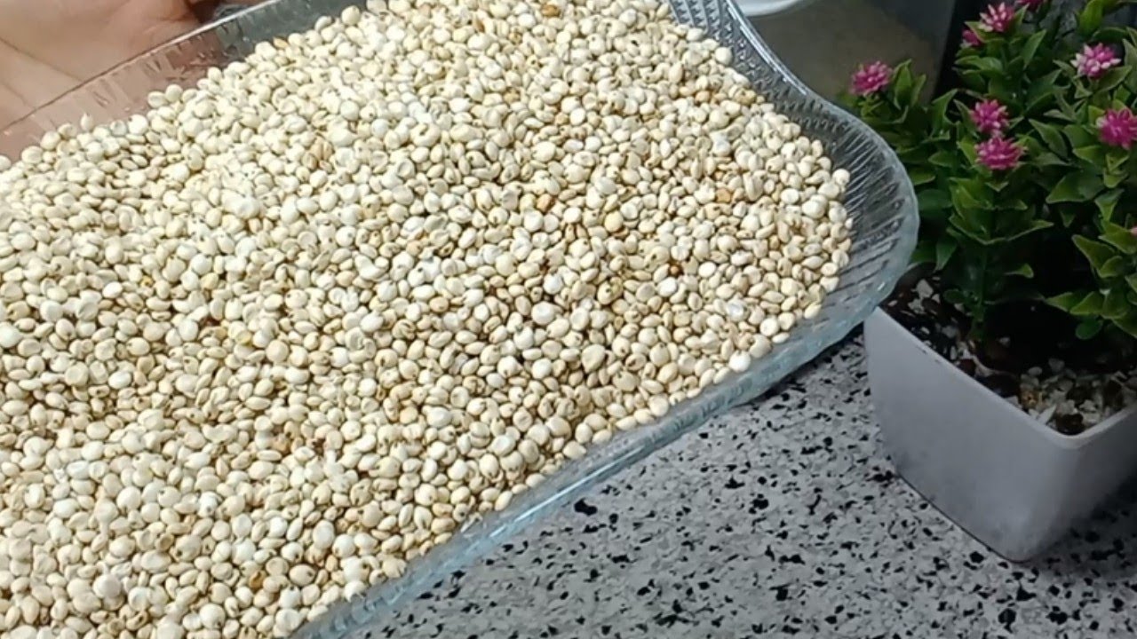 فوائد ذرة السورغم او الذرة البيضاء بدون غلوتين