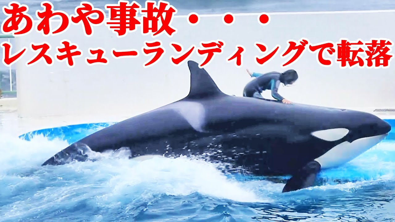 レスキューランディングでトレーナーさん、まさかの転落・・・ 鴨川シーワールド シャチショー KamogawaSeaWorld  orca killerwhale