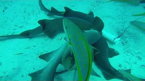 BelizeSharks