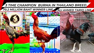 Burmi Aseel Murga | Panus Pakoye | Burmese Pama | Thai Aseel | Turkish Hint Horozu | Thai Gamefowl