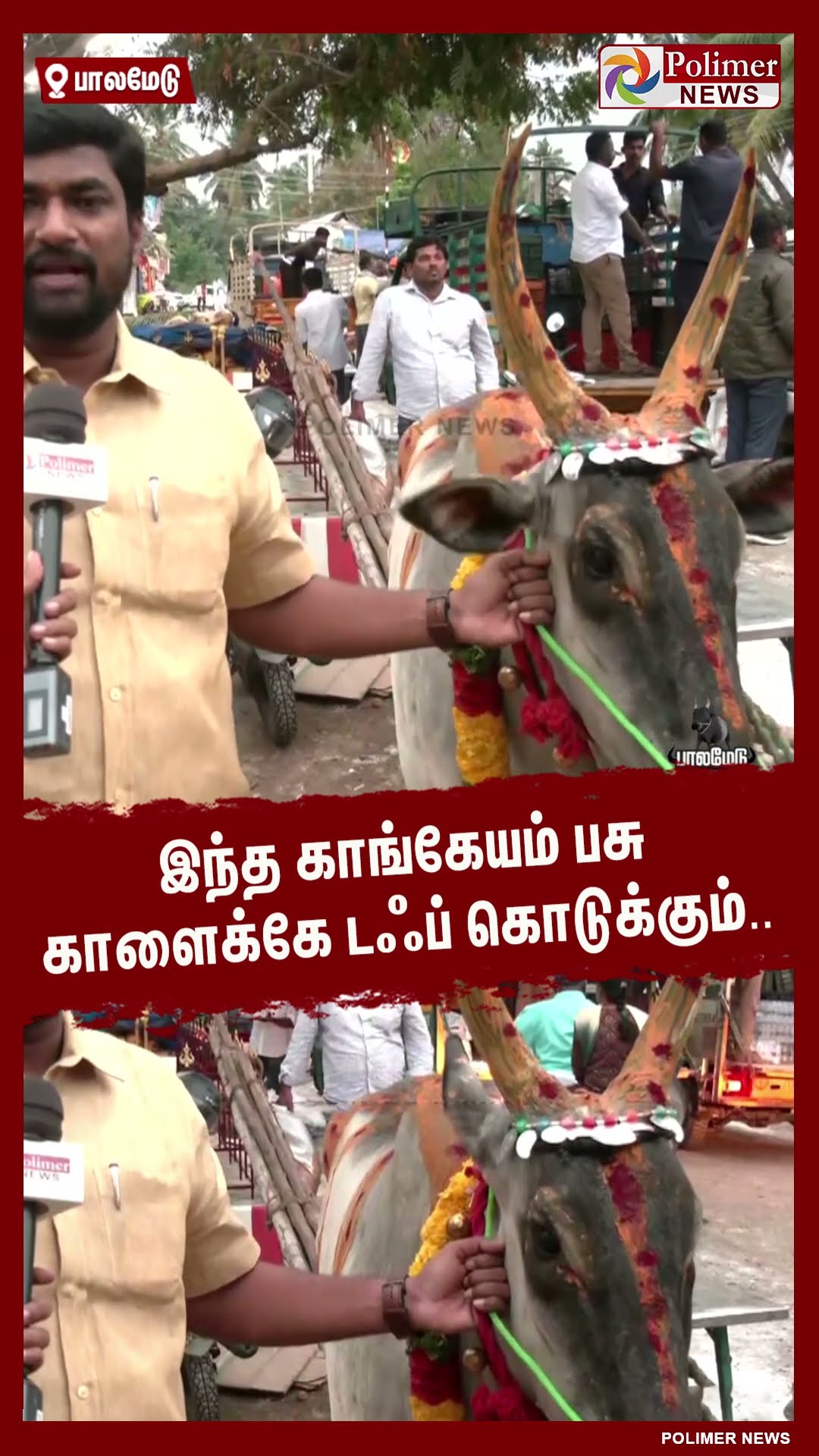 இந்த காங்கேயம் பசு காளைக்கே டஃப் கொடுக்கும்..  #shorts | #palamedujallikattu