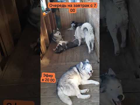 завтрак 10 #хаски