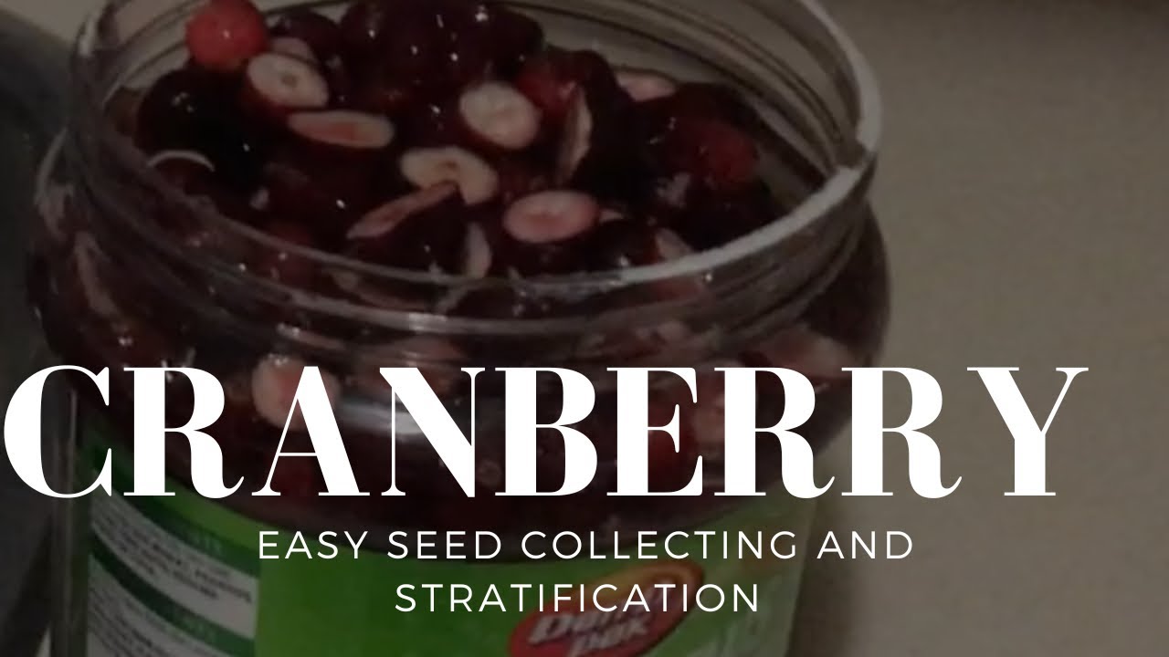 HOW TO COLLECT and STRATIFY CRANBERRY SEEDS YouTube