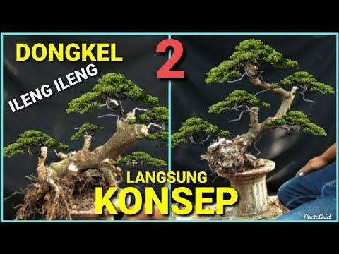 Dongkel Dan Konsep Bahan Bonsai Ileng Ileng Mangsian Youtube