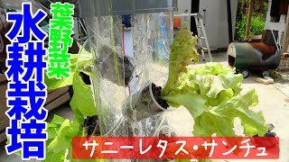 野菜作りの実際 Introducing vegetable seeds to plant in spring and summer