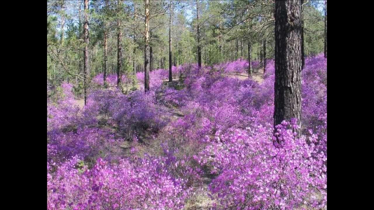 Где-то багульник на сопках текст. С добрым утром багульник. Багульник на сопках цветет. Где то на сопках багульник цветет текст. Где то на сопках багульник цветет текст.