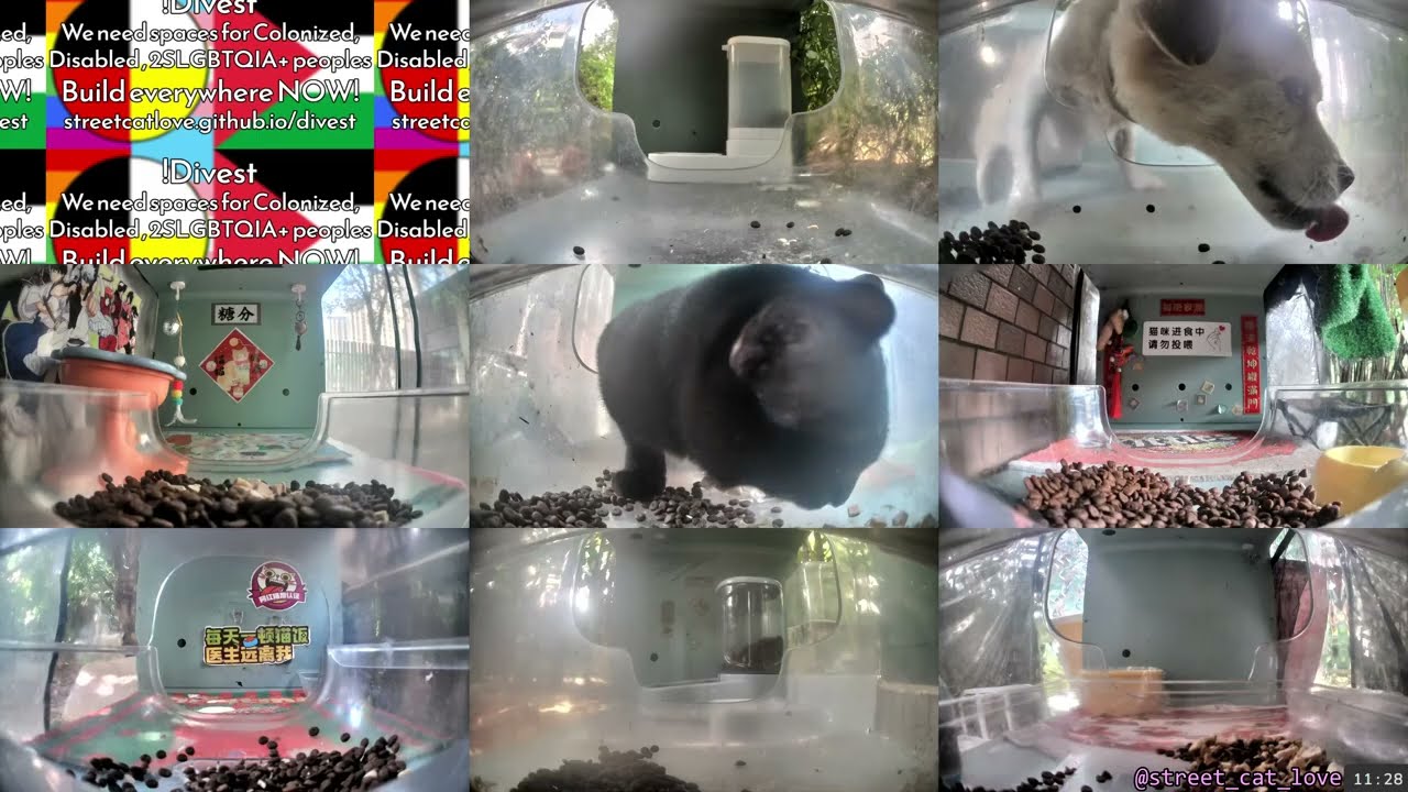 Hello Street Cat Archive 😺💞 9/3/25 Pt 2