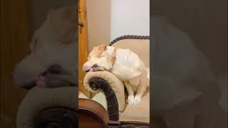 Dog Deeply Asleep on the Couch