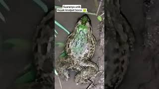 Suara kodok ijo ngorek di malam hari #frog #funny #animals #memes