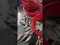 Fresh Catch Alert! Witness the Jaw Dropping Amount of Seafood at This Bustling Fish Market! MP4 1 05