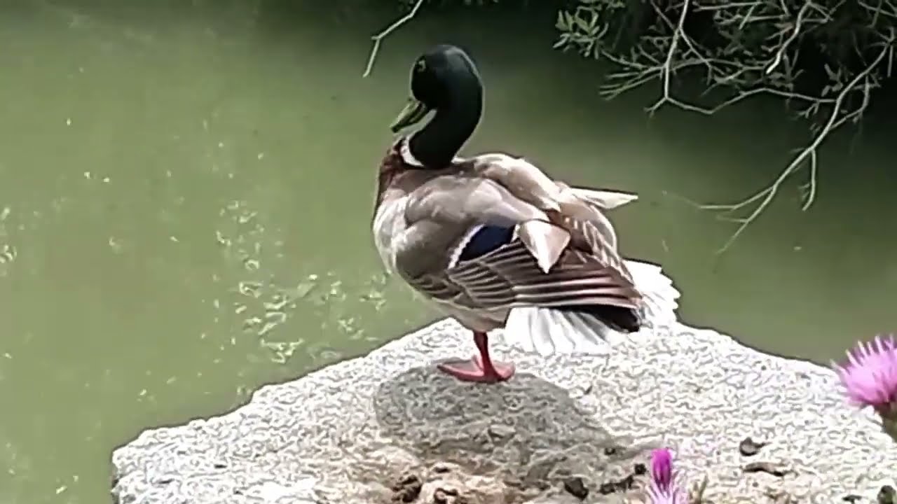 Wild Mallard Duck🦆🦆🦆