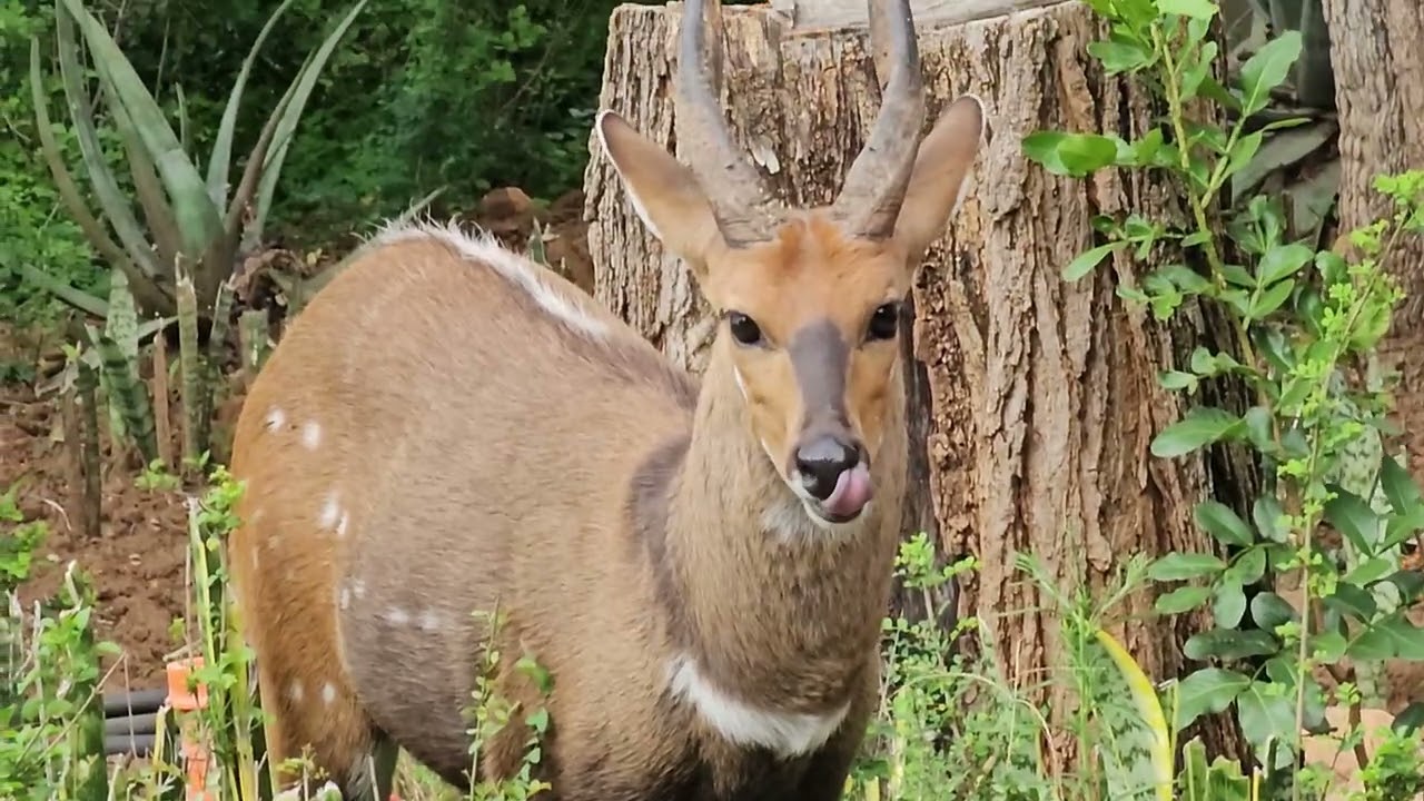 Beautiful Bushbuck sighting. 