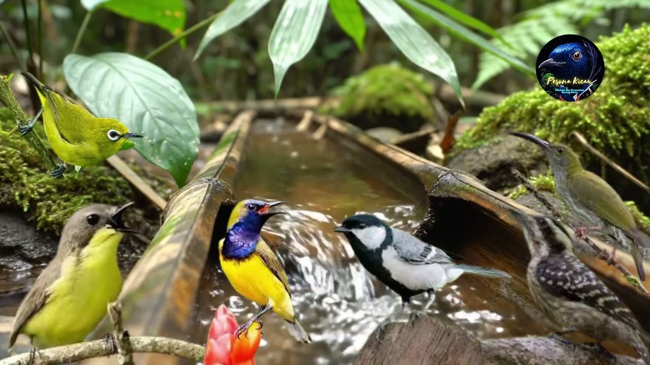MASTERAN Murai Batu Platuk, Sogon, Pleci, Pijantung, Glatik Batu Sepeed Rapat - Pesona Kicau