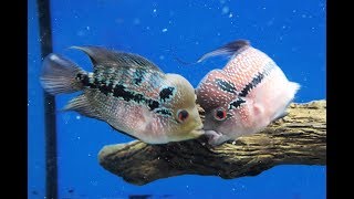 THE NEW FISH FIGHT RIGHT AWAY!! THE NEW FISH FIGHT RIGHT AWAY!!