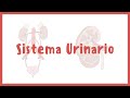 Anatoma  sistema urinario riones vejiga uretra y urteres  blasto med