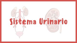ANATOMY | Urinary system, kidneys, bladder, urethra, and ureters | Blasto Med